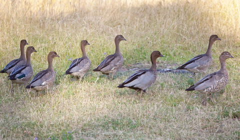Camp Wambelong - Accommodation Broadbeach 1