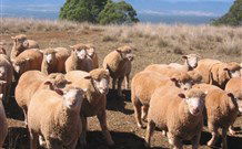 Dairy Flat Farm Holiday - Accommodation Broadbeach 3