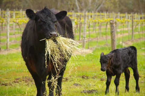 Naimanya Cottage - Accommodation Broadbeach 5