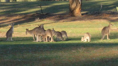 Savernake Farmstay - Accommodation Broadbeach 8