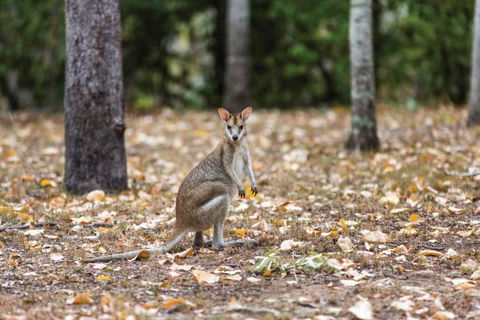 Carnarvon National Park Camping - Accommodation Broadbeach 2