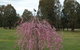 Rothesay Park - thumb 4