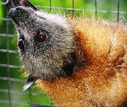 Alma Park Zoo - Accommodation Broadbeach 2