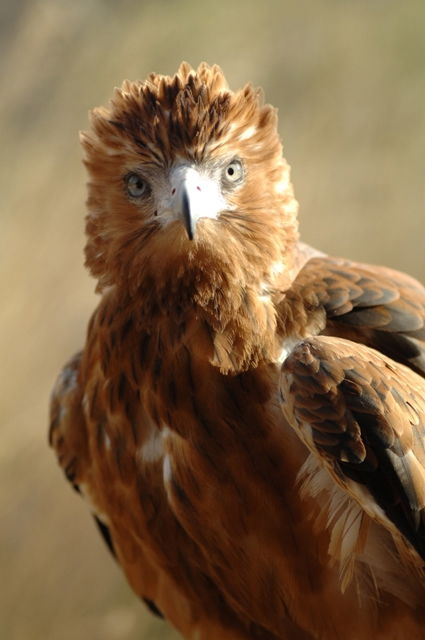 Alice Springs Desert Park - Accommodation Broadbeach 0