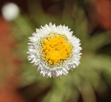 Alice Springs Desert Park - Accommodation Broadbeach 1