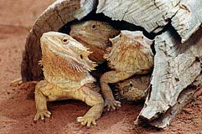 Alice Springs Reptile Centre - Accommodation Broadbeach 0