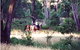 High Country Horses - thumb 1