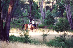High Country Horses - Accommodation Broadbeach 1