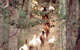 High Country Horses - thumb 2