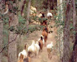 High Country Horses - Accommodation Broadbeach 2