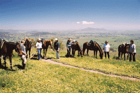 Watsons Trail Rides - Accommodation Broadbeach 1