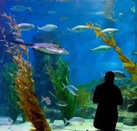 Melbourne Aquarium - Accommodation Broadbeach