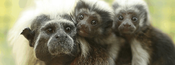 Alma Park Zoo - Accommodation Broadbeach 3