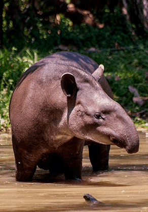 Alma Park Zoo - Accommodation Broadbeach 4