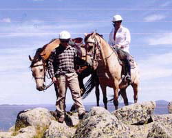 High Country Horses - Accommodation Broadbeach 3