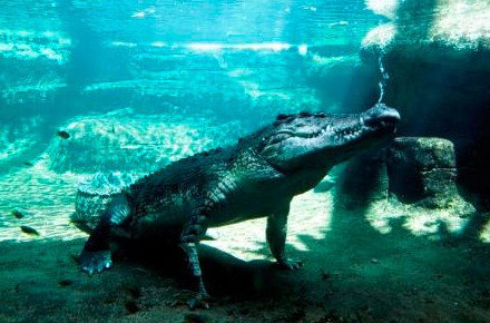 WILD LIFE Sydney Zoo - Accommodation Broadbeach 0