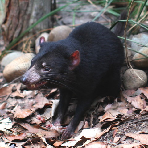 WILD LIFE Sydney Zoo - Accommodation Broadbeach 5