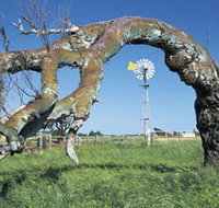 Greenough Leaning Trees - Accommodation Broadbeach