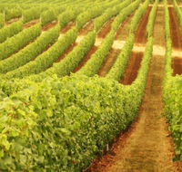 MadFish Wines Denmark - Accommodation Broadbeach