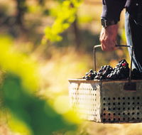 Burge Family Winemakers - Accommodation Broadbeach