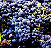 Laurel Bank Vineyard - Accommodation Broadbeach