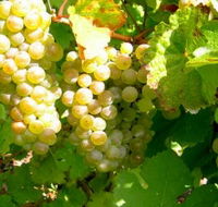 Winstead Vineyard - Accommodation Broadbeach