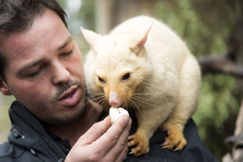 Bonorong Wildlife Sanctuary - Accommodation Broadbeach 4