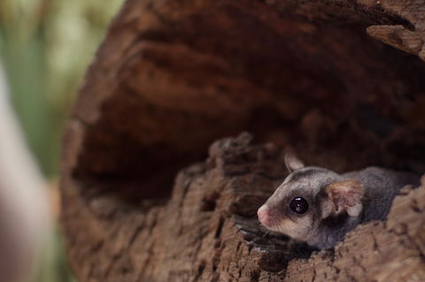 Bonorong Wildlife Sanctuary - Accommodation Broadbeach 6