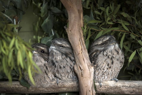 Bonorong Wildlife Sanctuary - Accommodation Broadbeach 8