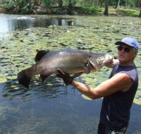 Barra Feeding - Accommodation Broadbeach