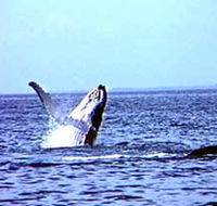 Whale Watching - Accommodation Broadbeach