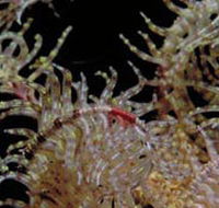 Point Danger Marine Sanctuary - Accommodation Broadbeach