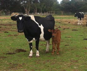 Animal Land Children's Farm - Accommodation Broadbeach 0