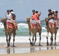Camel Rides with Coffs Coast Camels - Accommodation Broadbeach