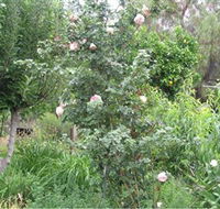 Tombstone Estate Vineyard - Accommodation Broadbeach