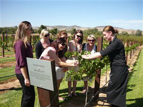 Jacob's Creek Vineyard Tour - Accommodation Broadbeach 2