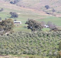 Wymah Organic Olives and Lambs - Accommodation Broadbeach