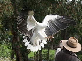 Raptor Domain - Accommodation Broadbeach 0
