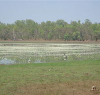 Leaning Tree Lagoon Nature Park - Accommodation Broadbeach