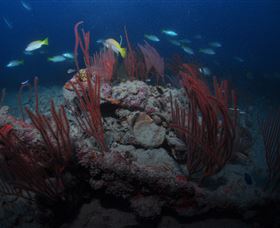 Lady Bowen Dive Site - Accommodation Broadbeach 3