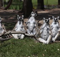 Savannah Visitor Plaza Taronga Western Plains Zoo Dubbo - Accommodation Broadbeach