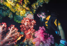 Bait Reef And Garys Lagoon Dive Site - Accommodation Broadbeach 1