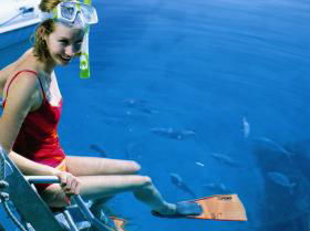Bait Reef And Garys Lagoon Dive Site - Accommodation Broadbeach 2