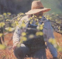 Canobolas Smith Winery - Accommodation Broadbeach