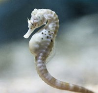 SEA LIFE Melbourne Aquarium - Accommodation Broadbeach