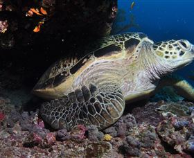 Anchor Bommie Dive Site - Accommodation Broadbeach 2