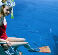 Roy Rufus Artificial Reef Dive Site - Accommodation Broadbeach