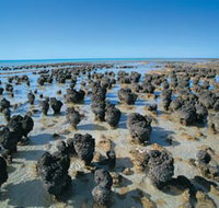 Hamelin Pool Stromatolites - Accommodation Broadbeach