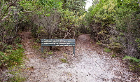 Angophora Grove Walking Track - Accommodation Broadbeach 0