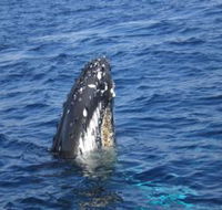 Jervis Bay Whales - Accommodation Broadbeach